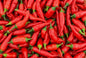 Long Pepper/ Paprika