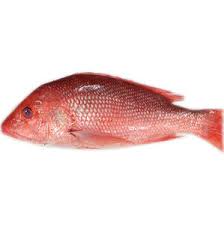 Red Snapper