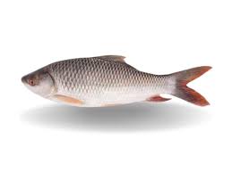 ROHU