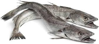 Silver Hake