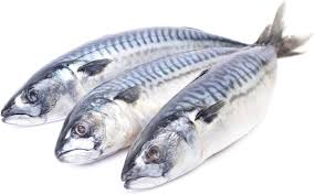 Mackerel