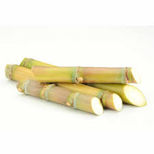 Sugar Cane